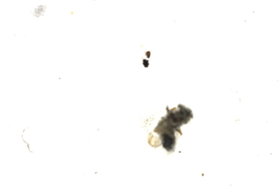 Image 81